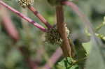 Thorny amaranth